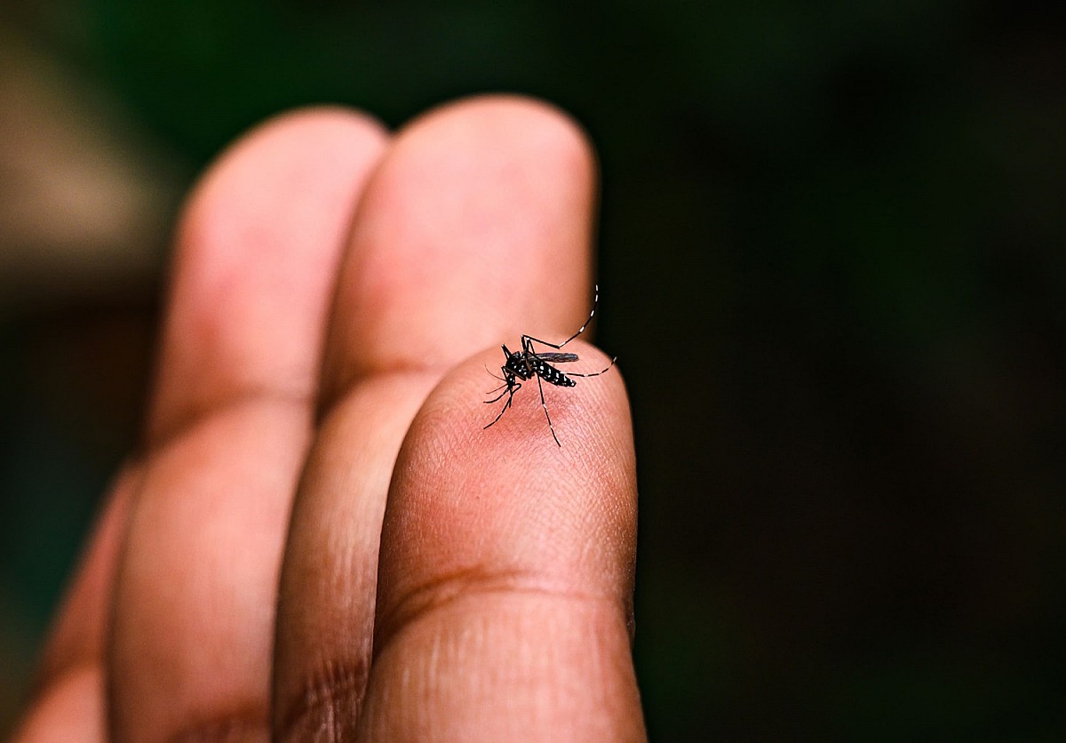 Ambulatório de Dengue registra quase 400 atendimentos em poucos dias de atividade Ambulatório de Dengue registra quase 400 atendimentos em poucos dias de atividade