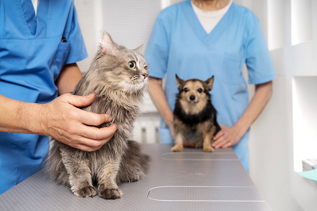 Clínica Veterinária Municipal vacina cães e gatos contra raiva na terça-feira, 13 Clínica Veterinária Municipal vacina cães e gatos contra raiva na terça-feira, 13