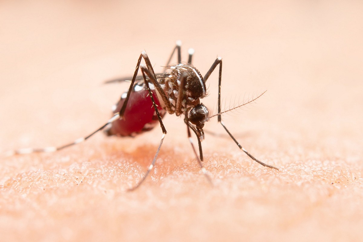 Secretaria da Saúde divulga boletim atualizado sobre casos de Dengue Secretaria da Saúde divulga boletim atualizado sobre casos de Dengue