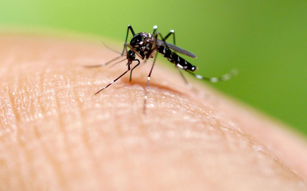 Vigilância Epidemiológica divulga dados sobre o Mosquito da Dengue em Avaré Vigilância Epidemiológica divulga dados sobre o Mosquito da Dengue em Avaré
